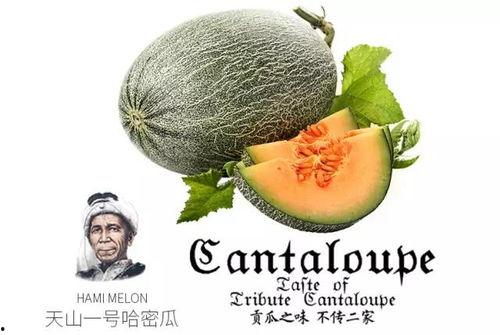 娱乐吃瓜配乐推荐,盘点热门配乐推荐